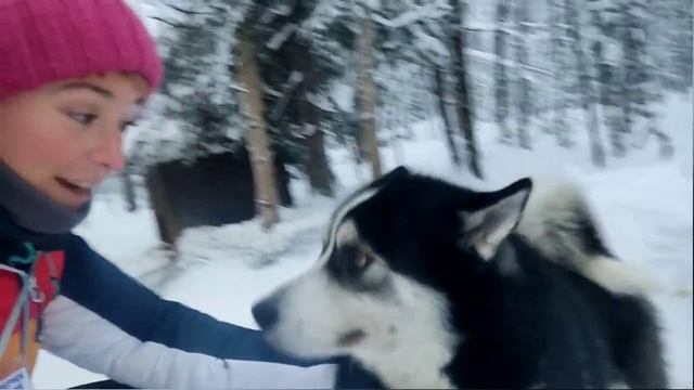 Arctic huskies and reindeers | Новый Год с хаси и оленями | فتاة لطيفة مع كلب في القطب الشمالي смотреть онлайн