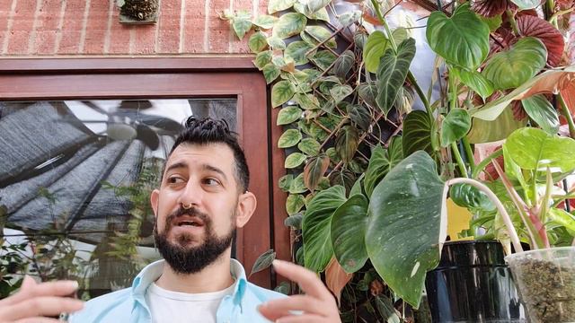 Philodendron Micans Review | 4 Years Later | Philodendron Micans Care and experiences смотреть онлайн