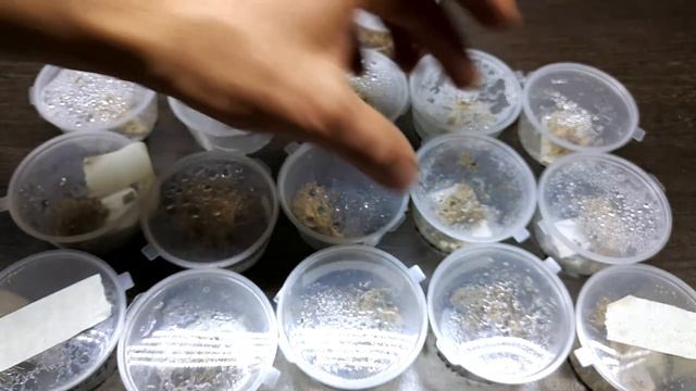 КАК ИНКУБИРОВАТЬ ЯЙЦА ПАЛОЧНИКОВ. ПОЛНАЯ ТЕХНОЛОГИЯ ИНКУБАЦИИ ЯИЦ смотреть онлайн