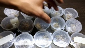 КАК ИНКУБИРОВАТЬ ЯЙЦА ПАЛОЧНИКОВ. ПОЛНАЯ ТЕХНОЛОГИЯ ИНКУБАЦИИ ЯИЦ