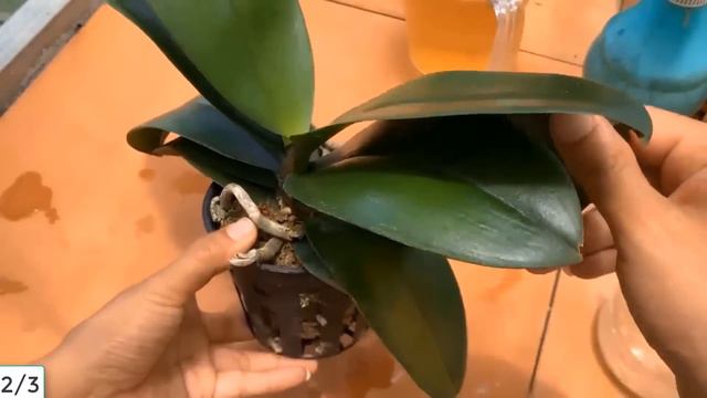 As long as there is lemon, the orchid will immediately burst many buds and bloom forever смотреть онлайн