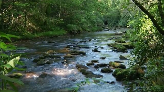 Very beautiful forest, birds, river and nice music / Очень красивый лес, птицы, река и музыка смотреть онлайн