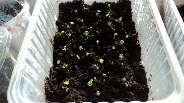 САЖАЕМ С УМОМ 5 смотреть онлайн