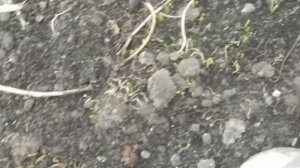 Лук - чернушка -  Подзимний посев и весенний результат