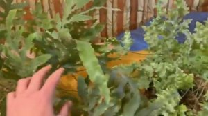 Папоротники (Флебодиум) уход в зимний период