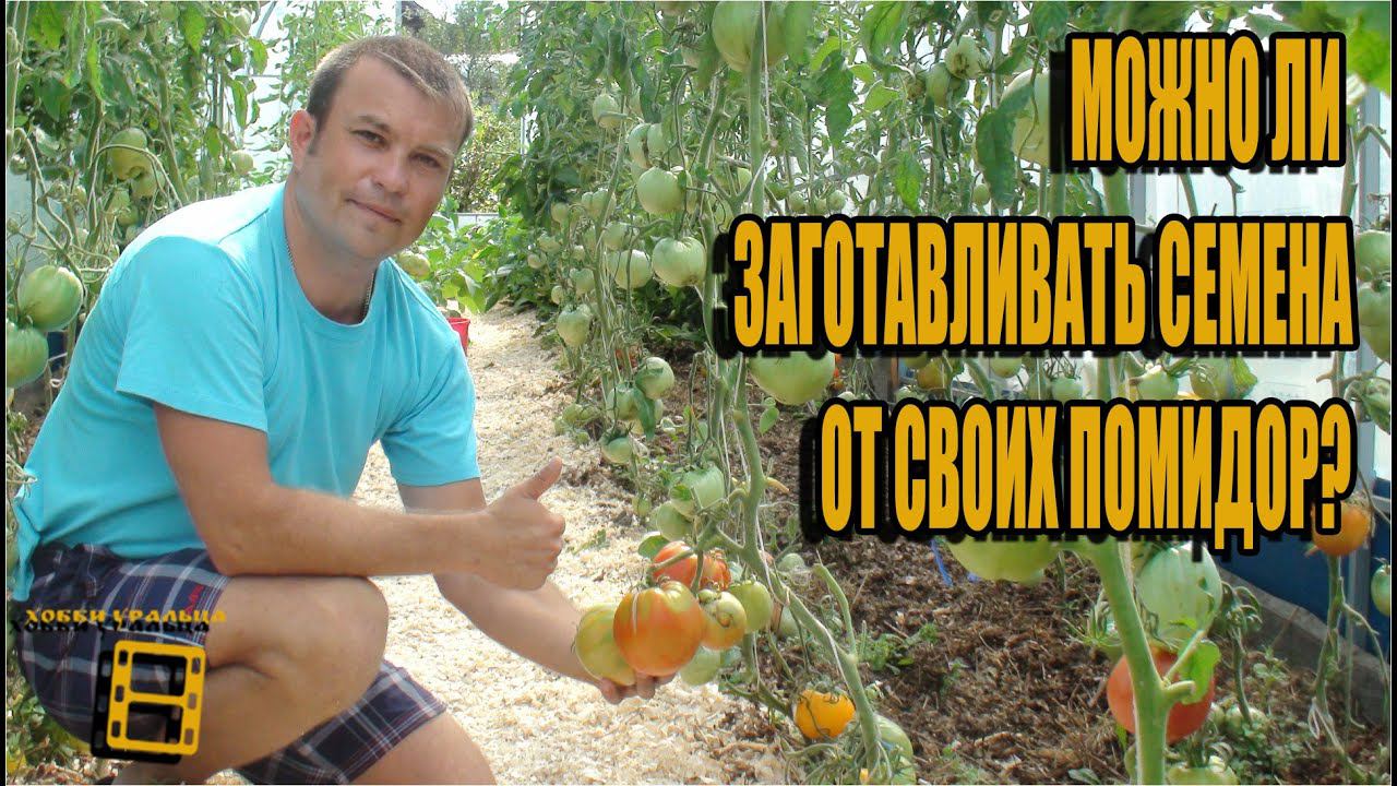 МОЖНО ЛИ БРАТЬ СЕМЕНА ОТ СВОИХ ПОМИДОР? КАКИЕ СЕМЕНА ТОМАТОВ ЛУЧШЕ СОБСТВЕННЫЕ ИЛИ ИЗ МАГАЗИНА? смотреть онлайн