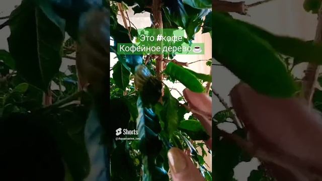 #доброеутро #relaxing #nature #relax #настроение #атмосфера #morning #shorts #short #кофе смотреть онлайн