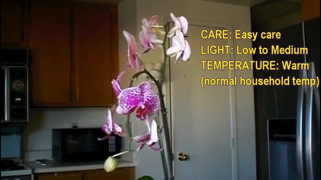 Phalaenopsis Orchid Care: Phal. 'Leopard Prince' смотреть онлайн