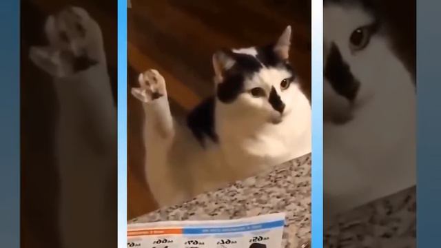 Забавные видео про животных! Смешное видео про кошек! Смешные собаки! Подборка 2020! смотреть онлайн