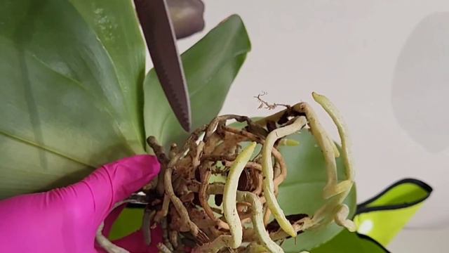 Ecco come fare un rinvaso di un'orchidea! #rinvaso #phalaenopsis #orchid смотреть онлайн
