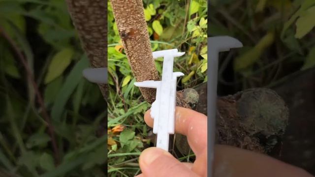 Персик на подвое премиум класса. смотреть онлайн