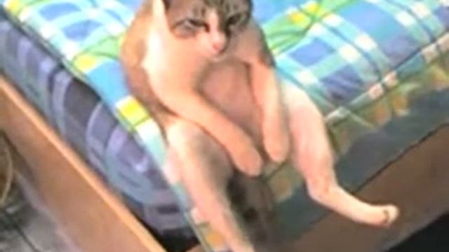 Раскаявшийся кот!