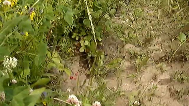 Земляника в низкой траве. Полянка. Клевер. смотреть онлайн