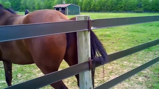 Приколы с животными 2016 смотреть онлайн