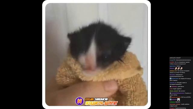 Легендарная Гойда на стриме GTA 4 малютки Мэддисона (HoneyMad). Коллаба с Meme Alerts. 😂