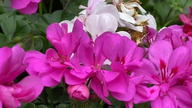 Как Хранить Пеларгонию Плющелистную зимой. Зимовка Хранение пеларгоний на ХОЛОДНОЙ веранде.