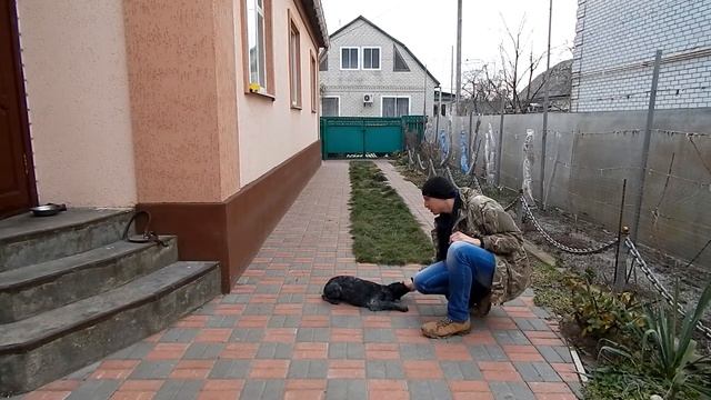 Дрессировка щенка - Лежать - Игровой метод (Первое занятие) - Команда Даун смотреть онлайн