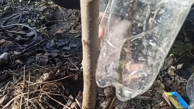 Саженец прямо на дереве из ветки. Легко и просто.