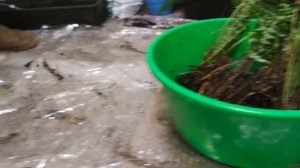 Пошаговая пересадка папоротника