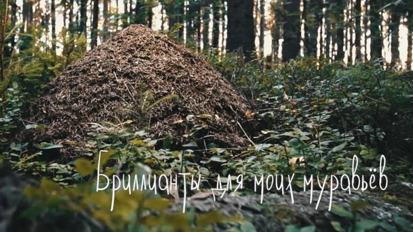 Бриллианты для моих муравьев. Документальный фильм смотреть онлайн