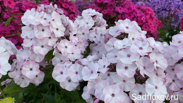 Долгоцветущий флокс Молочные Реки моей селекции смотреть онлайн