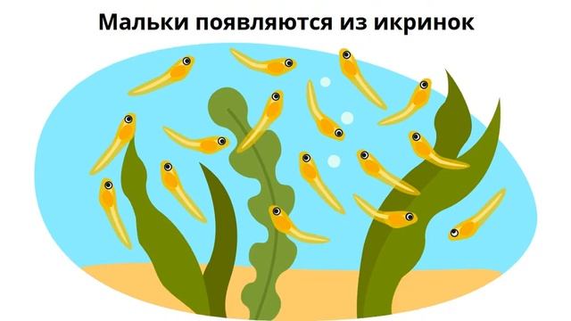 Размножение и развитие рыб смотреть онлайн