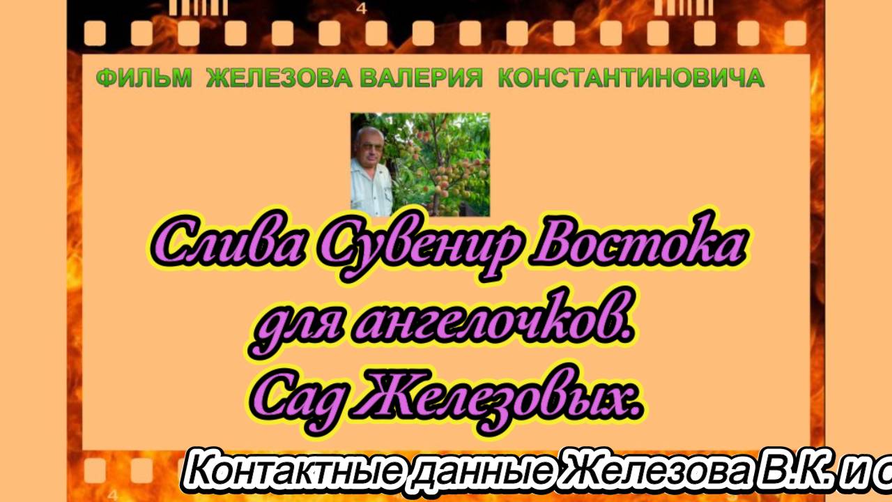 Слива Сувенир Востока для ангелочков. Сад Железовых. смотреть онлайн