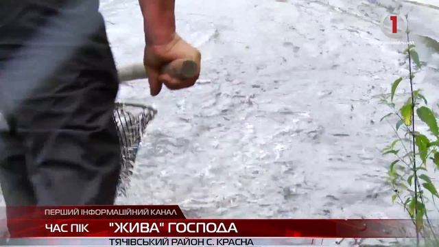 Струмкова форель, олень, косулі і птахи - фермерське господарство на Тячівщині смотреть онлайн