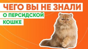 Чего вы не знали о персидской кошке