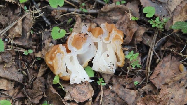 Чем отличается Строчок Гигантский от Строчка обыкновенного? смотреть онлайн