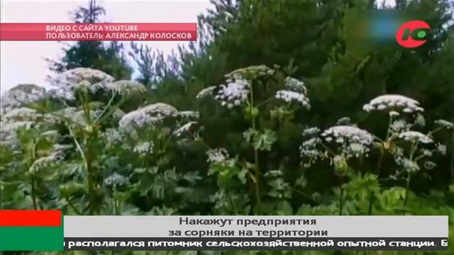 Штраф за сорняк: предприятия Ханты-Мансийска заставили косить борщевик