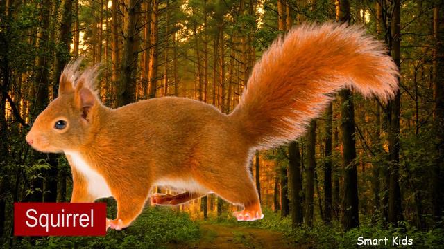 Learn Names And Sound Forest Animals  For Kids  In Englis