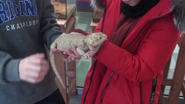 Маленькая Настя и милые ящерицы смотреть онлайн