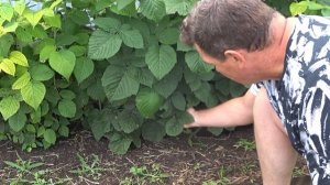 Срочная помощь малине в дождливую погоду