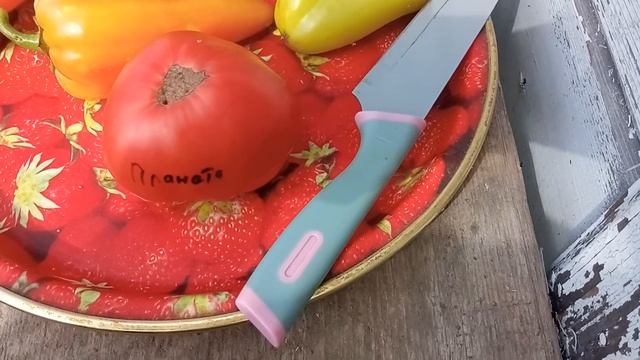 Томат Планета смотреть онлайн