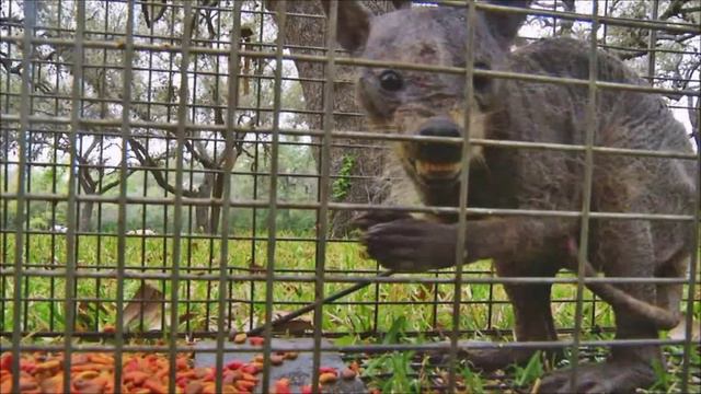 CHUPACABRA leaves behind KEY evidence смотреть онлайн