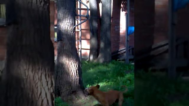 Бандос стаффорд смотреть онлайн