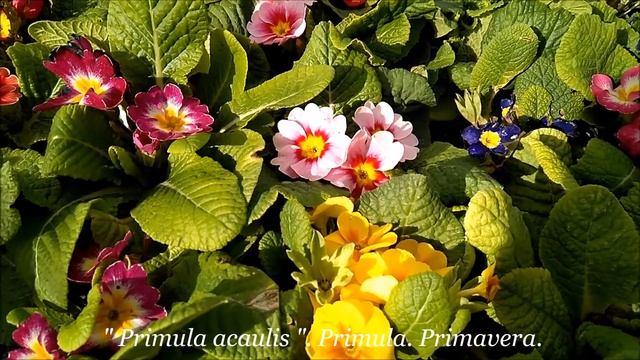 Primula acaulis. Primula. Primavera. TM VIDEOS Youtube смотреть онлайн