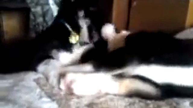 Щенки среднеазиатской овчарки смотреть онлайн