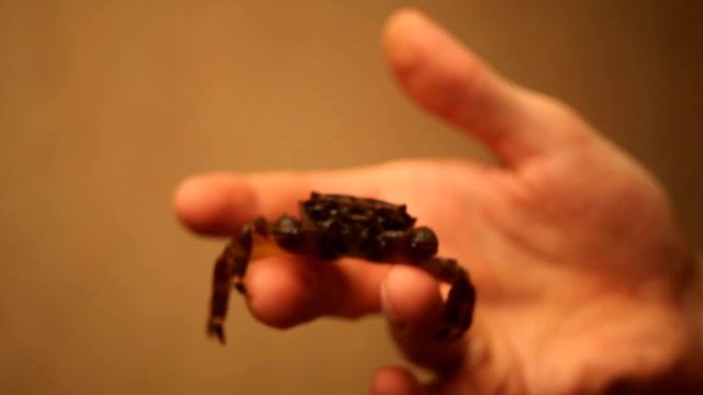 Крабик смотреть онлайн