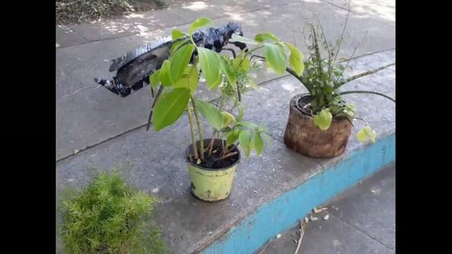 onitsedron no combate ao mosquito da dengue #2 смотреть онлайн