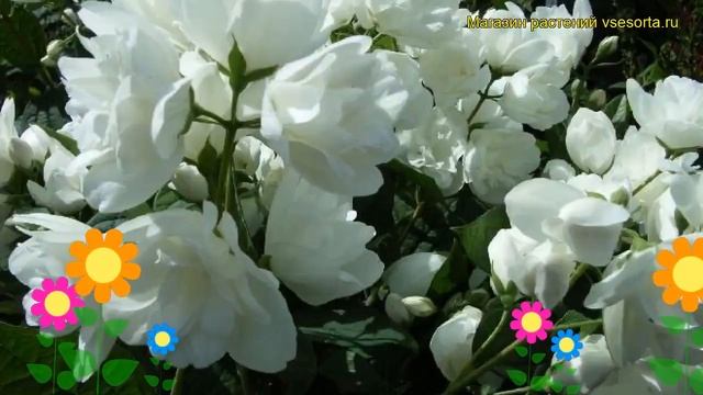 Чубушник лемуана Букет Бланк. Краткий обзор, описание philadelphus lemoine Bouquet Blanc смотреть онлайн