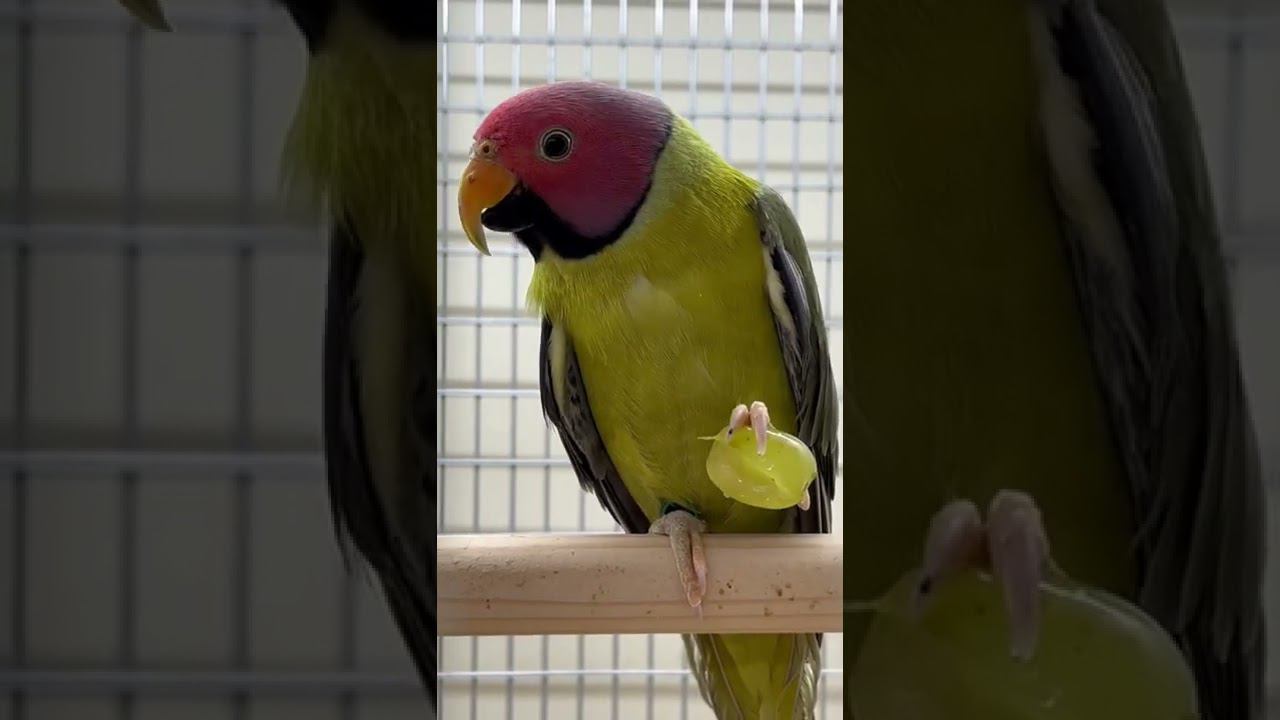 Попугай Сливоголовый кольчатый смотреть онлайн