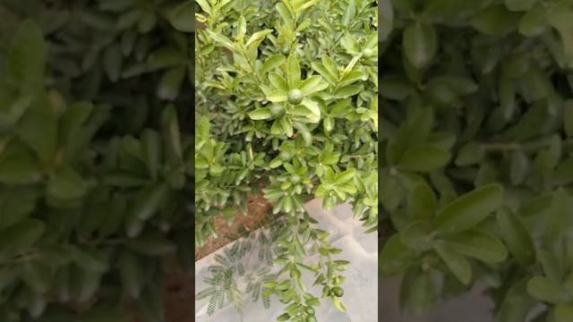 grow more plants for better environment ???????????#plants#Garden смотреть онлайн