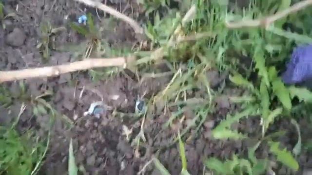 Приморозки vs Амінофрост + B + Zn смотреть онлайн