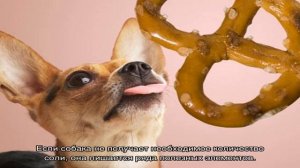 Можно ли солить еду собакам при готовке пищи