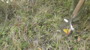 Абрикос из косточки. Посадка косточек осенью