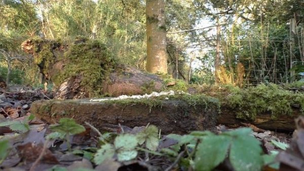 Cat Games ? Where's The Birdie TV - A Game for Cats TV