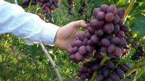 @Виноград 2019  Виноград Талдун  Отзыв о новом винограде