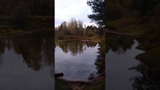Красивые корни уходят в воду на старом русле реки Клязьма смотреть онлайн